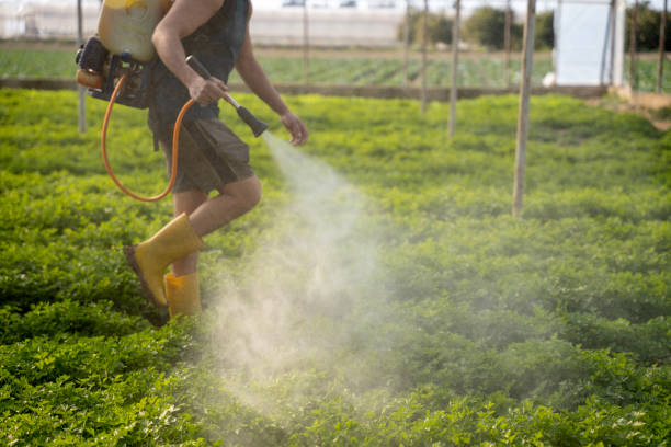 Best Affordable Pest Control Services  in Pecan Acres, TX